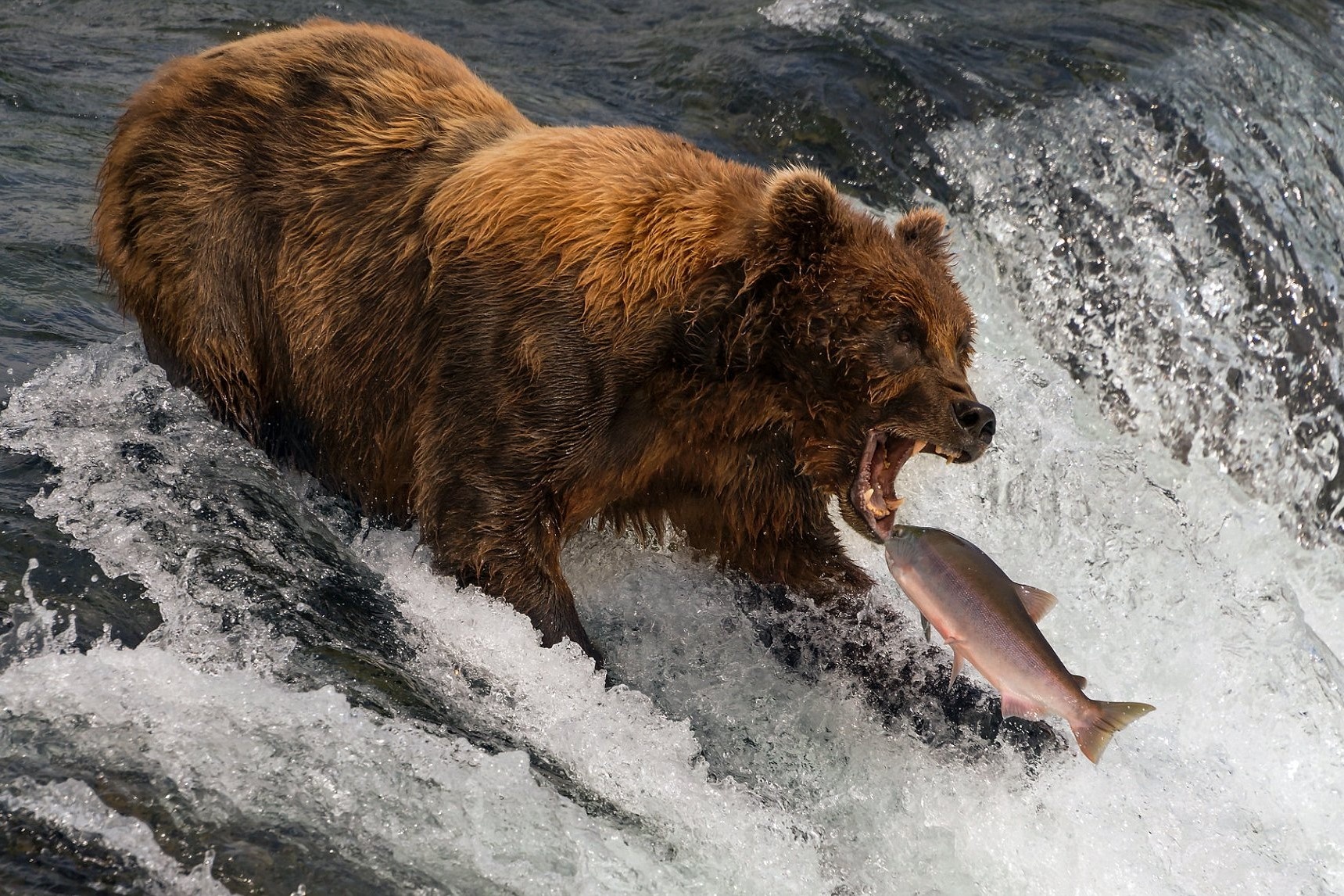 Loai gau an hon 45 kg ca hoi moi ngay hinh anh