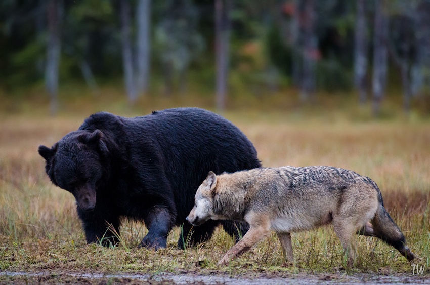 Dan soi phoi hop tan cong gau den de bao ve hang hinh anh