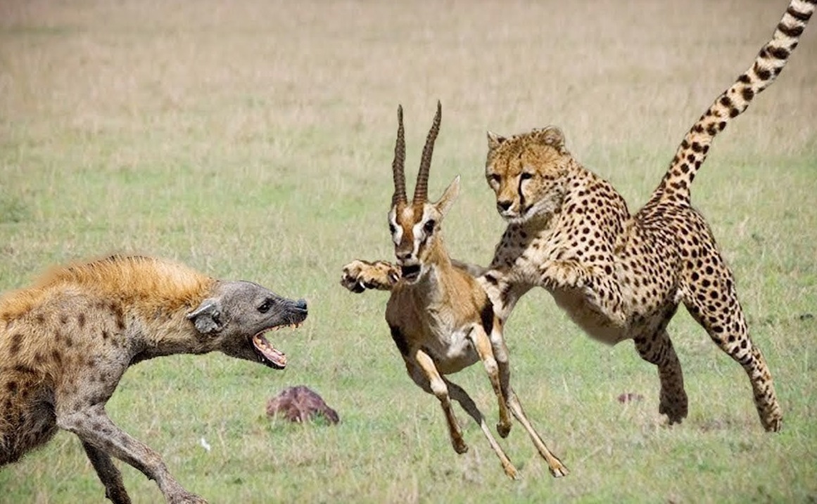 Linh cau giai cuu linh duong khoi nanh vuot bao hoa mai hinh anh