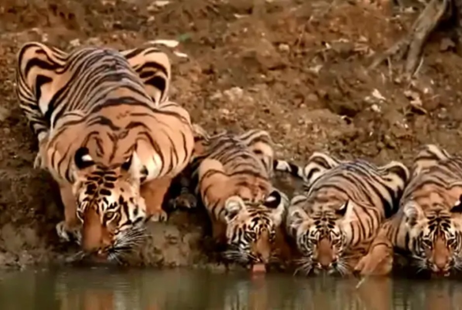 Ho me no luc san moi nuoi 4 con hinh anh