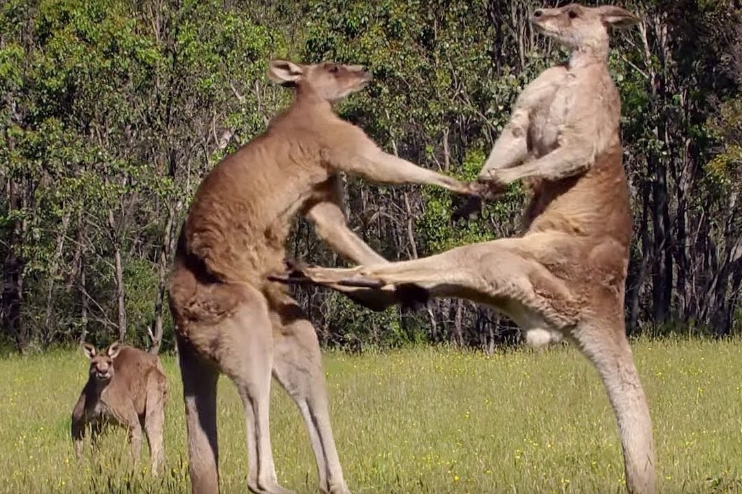 Chuot tui cao 2,4 m quyet dau voi ke thach thuc hinh anh