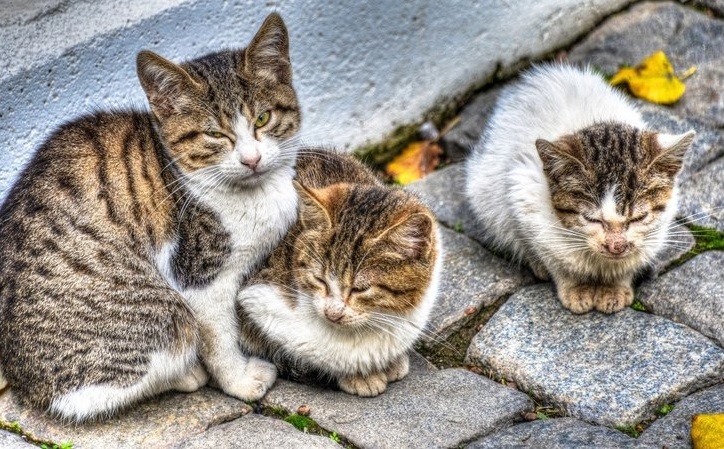 Meo hoang tran kin duong pho o dao Sip hinh anh