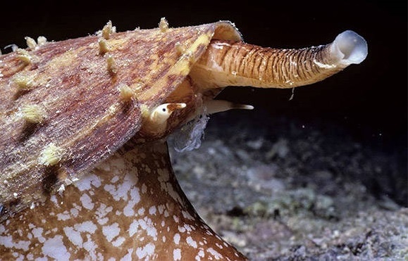 Loai oc sen chuyen san ca, co noc doc gay chet nguoi hinh anh