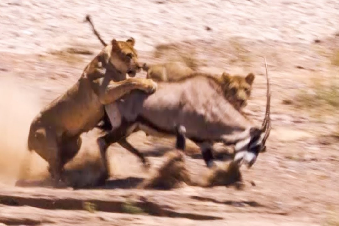 Linh duong sung kiem doi dau hai con su tu hinh anh