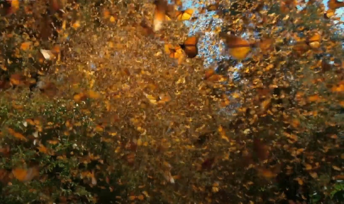 Nua ty con buom chua cung thuc day sau ky ngu dong hinh anh