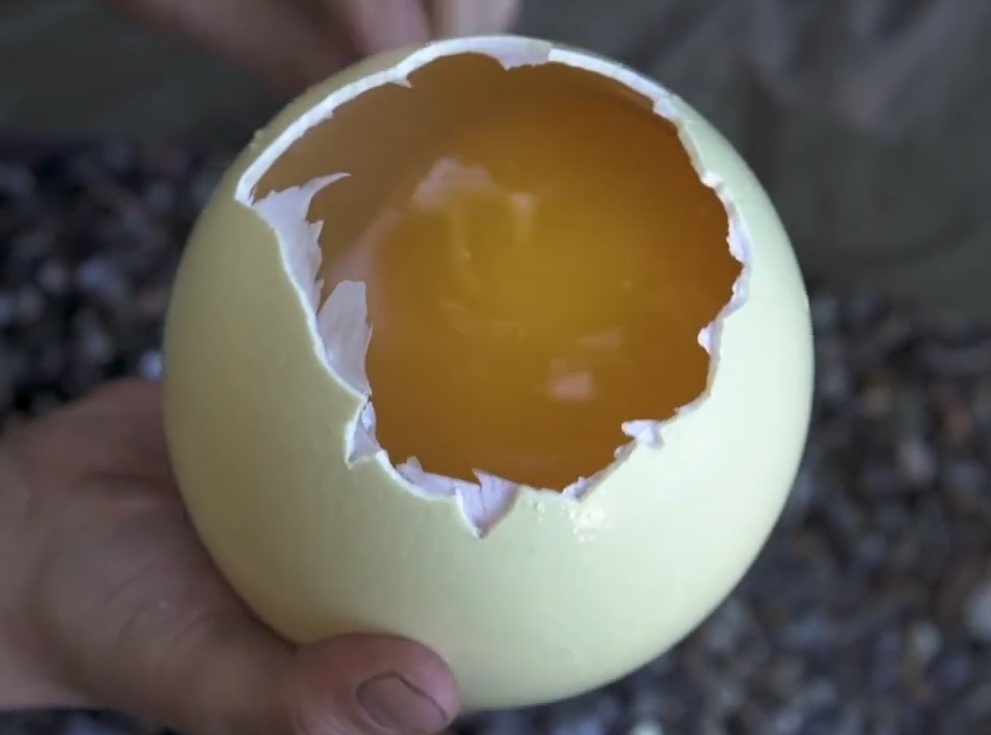 Op trung da dieu an giua rung hinh anh