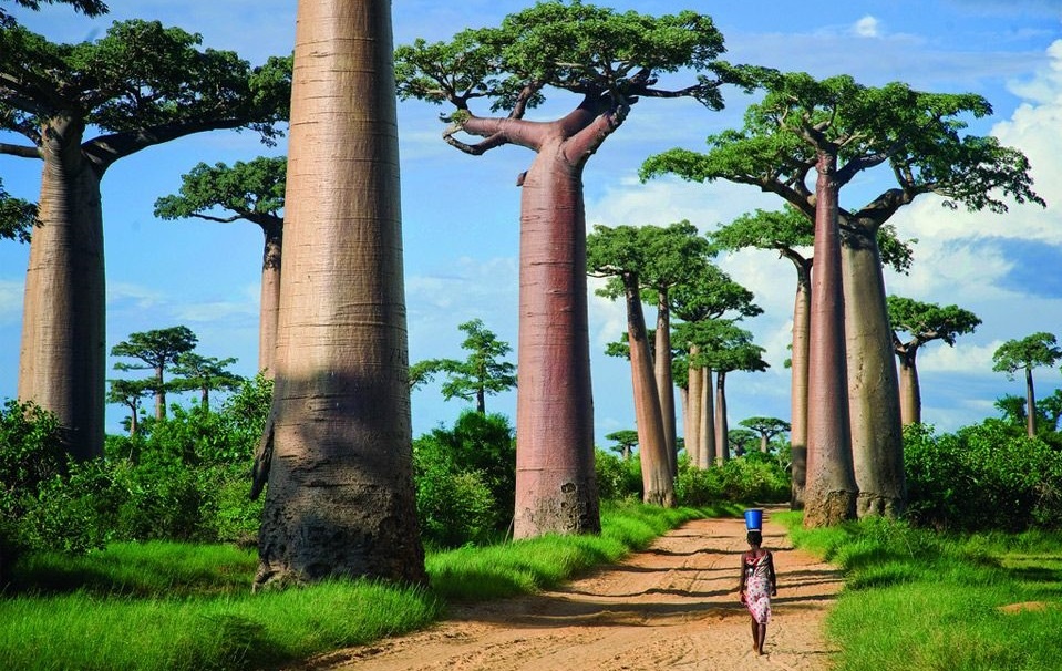 Dai lo baobab nghin nam tuoi trang le nhat chau Phi hinh anh