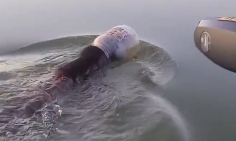 Giai cuu gau bi mac ket dau vao binh nhua hinh anh