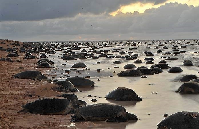 Hon dao tap trung 64.000 con rua bien hinh anh