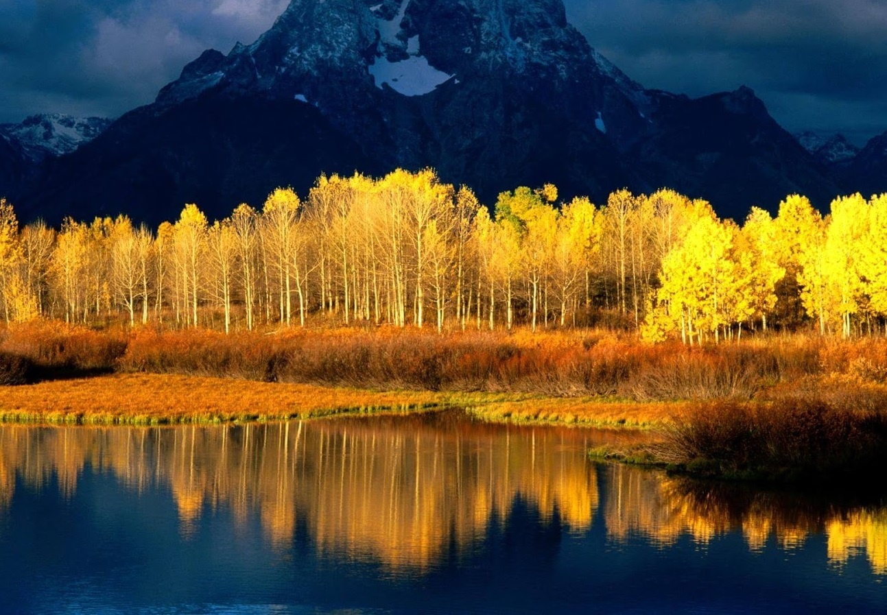 Cay bat tu 80.000 tuoi cua Trai Dat dang chet dan hinh anh