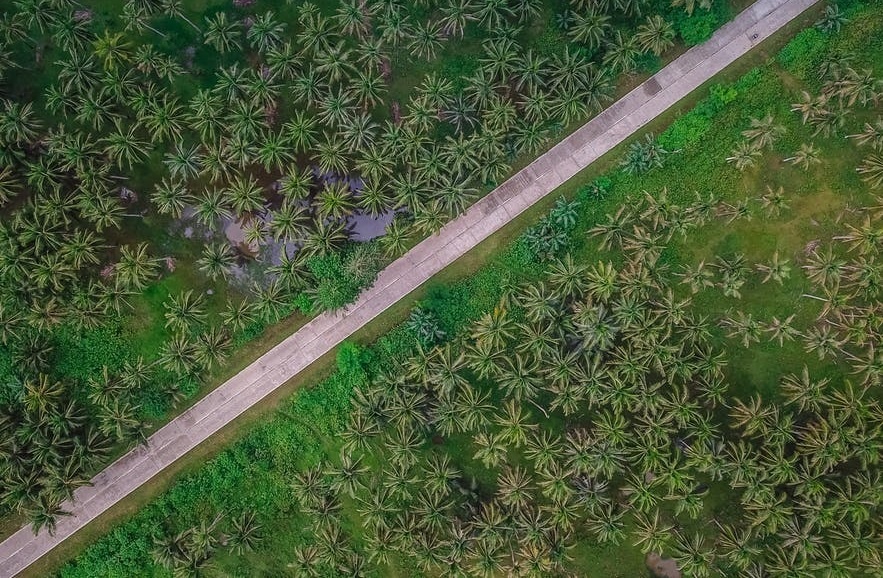 Duong xuyen rung dua hut khach vi thang nhu ke chi hinh anh