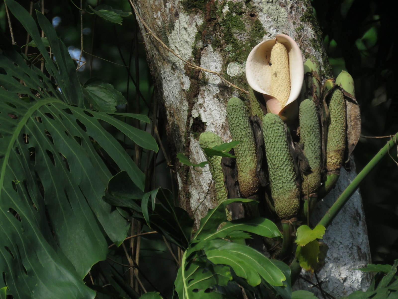 Monstera deliciosa ảnh 6 Monstera deliciosa anh 6