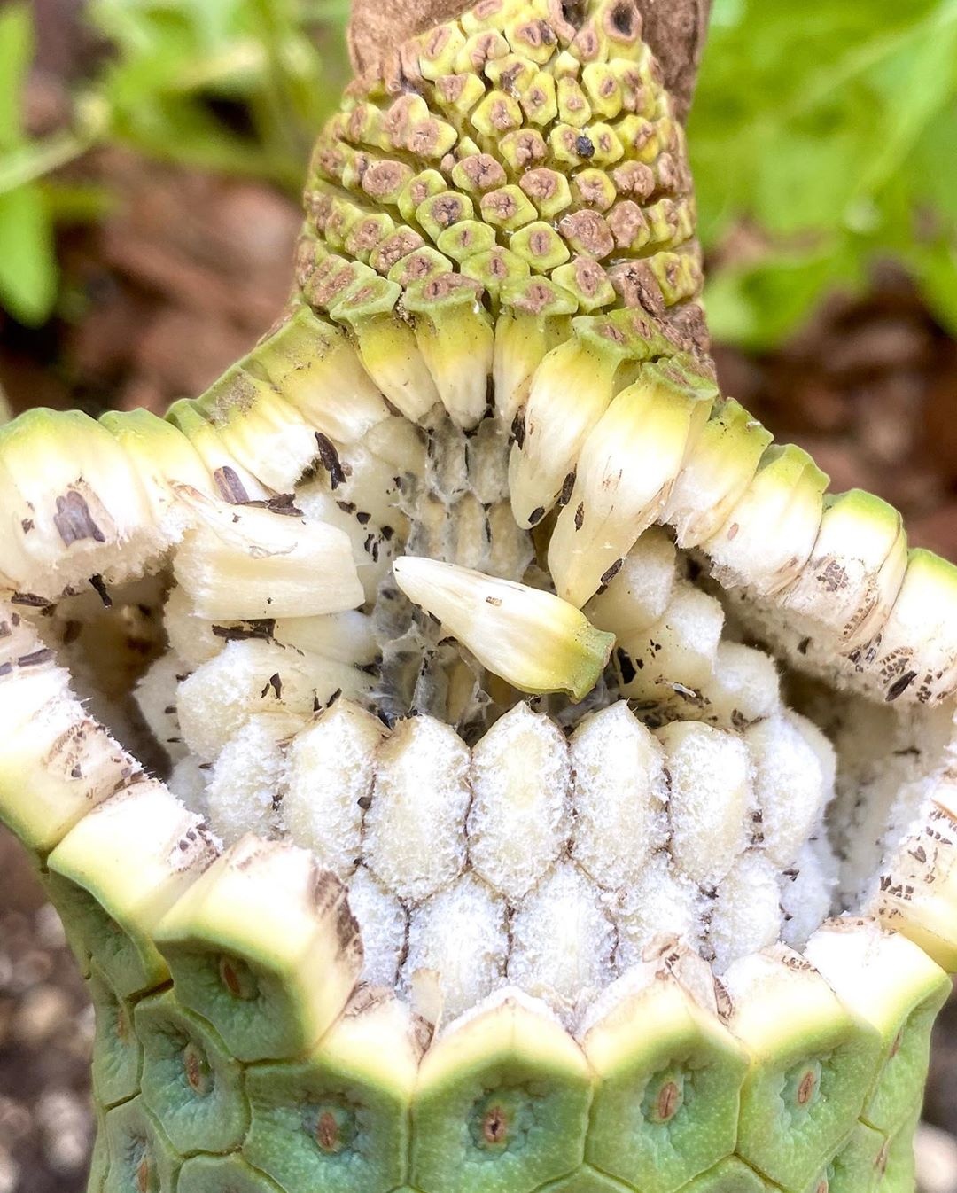 Monstera deliciosa ảnh 4 Monstera deliciosa anh 4