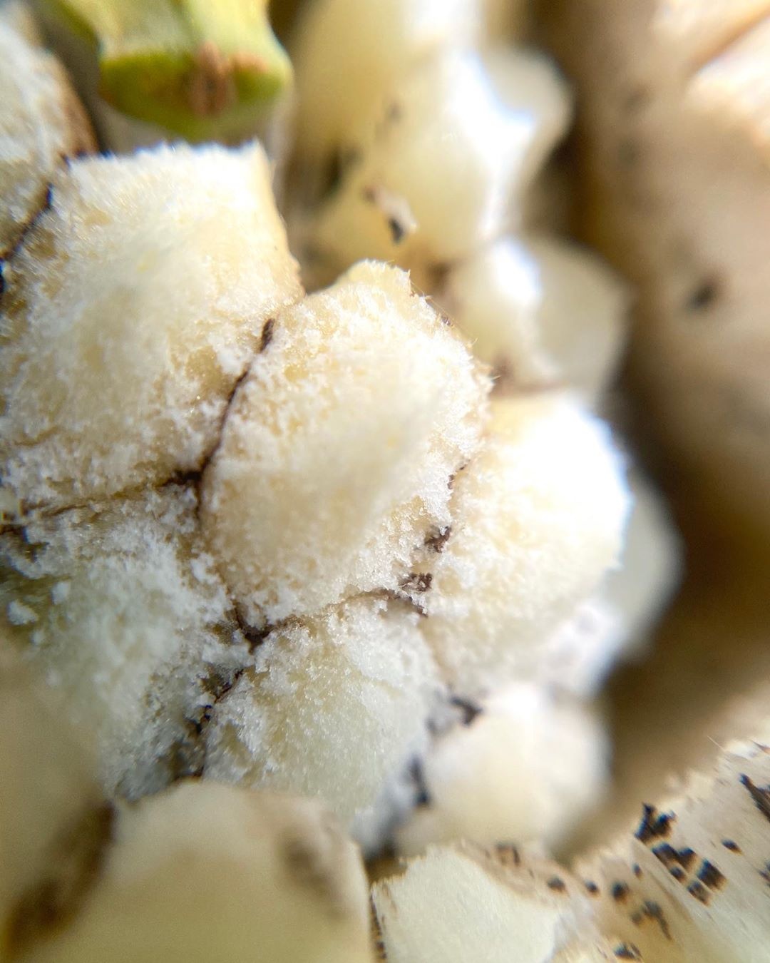 Monstera deliciosa ảnh 5 Monstera deliciosa anh 5