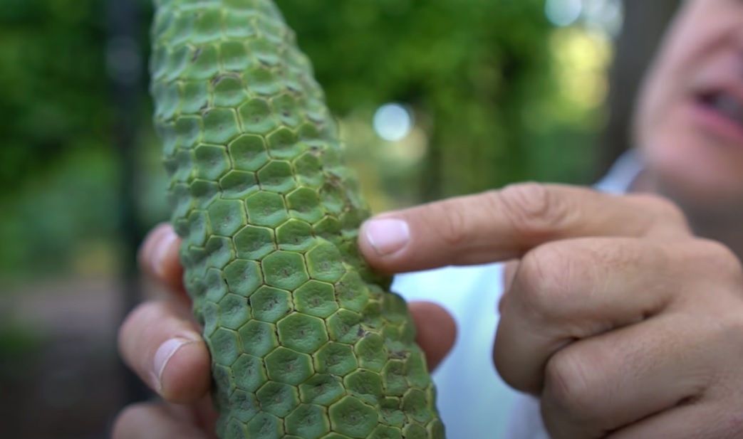 Monstera deliciosa ảnh 3 Monstera deliciosa anh 3