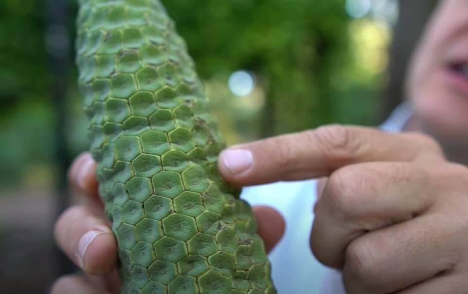 Qua quy - luc xanh thi doc, luc chin ngon nhu pho mai hinh anh