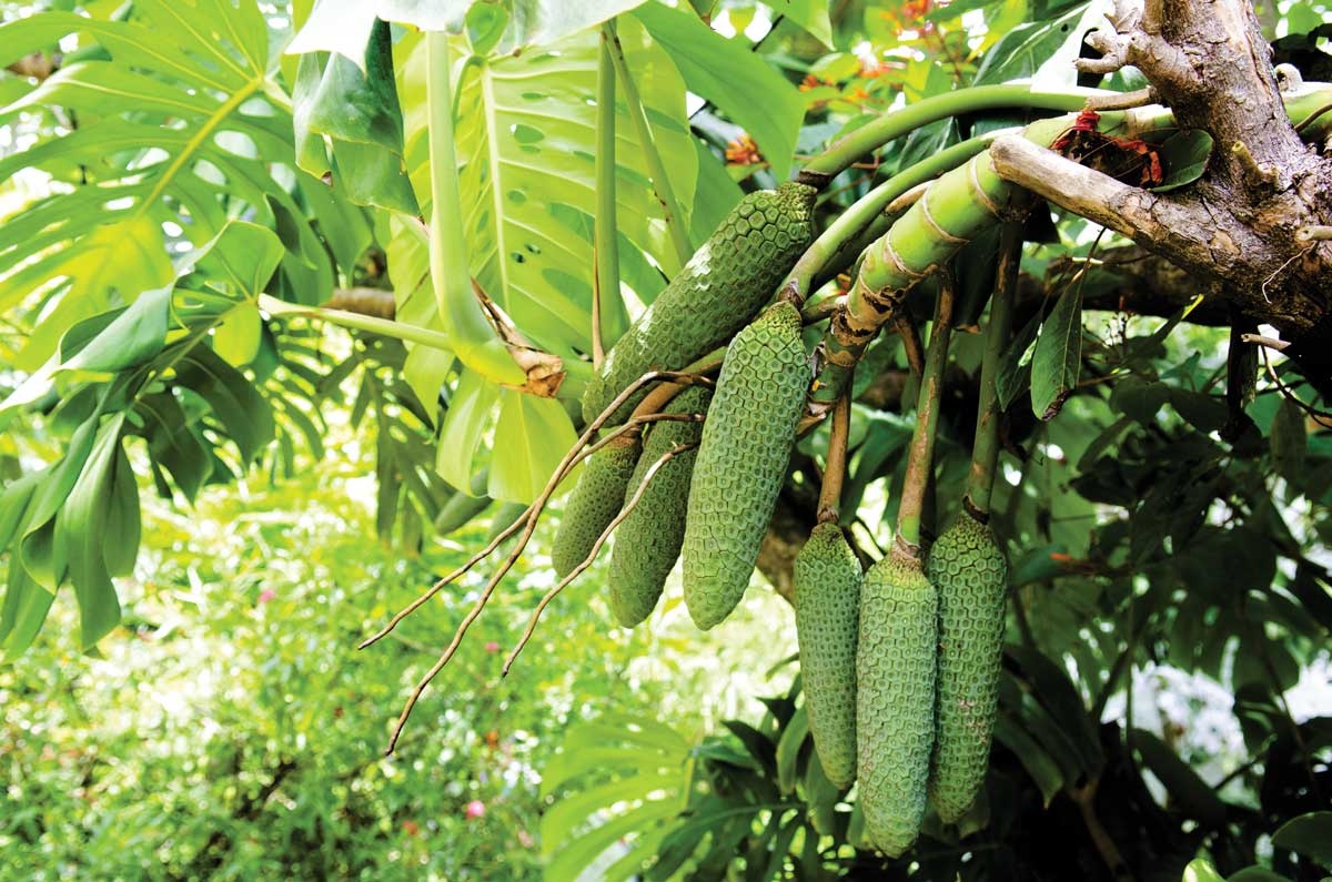 Monstera deliciosa ảnh 2 Monstera deliciosa anh 2