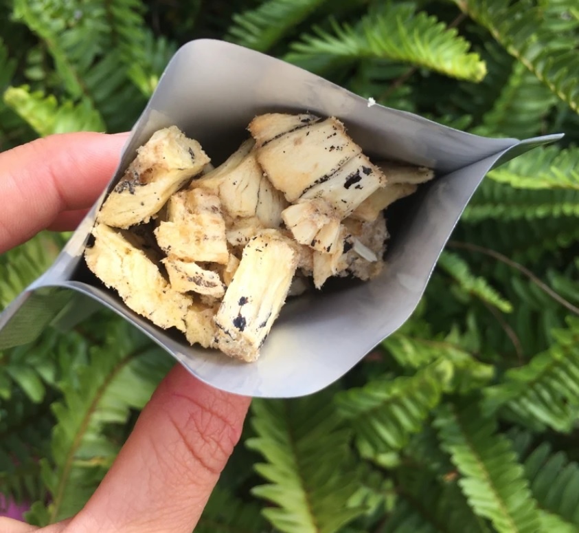 Monstera deliciosa ảnh 8 Monstera deliciosa anh 8