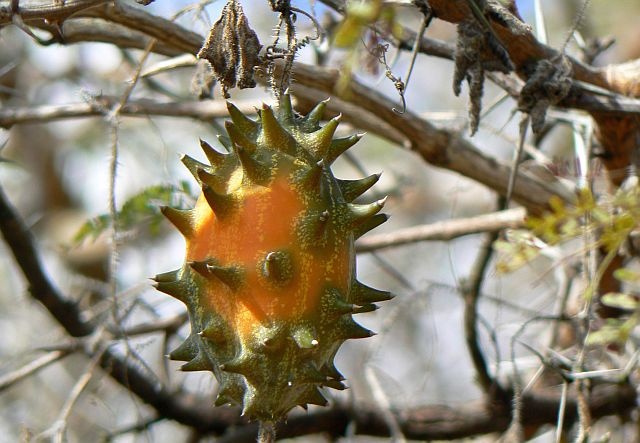 Dua chuot moc sung - loai qua nhu toi tu hanh tinh khac hinh anh