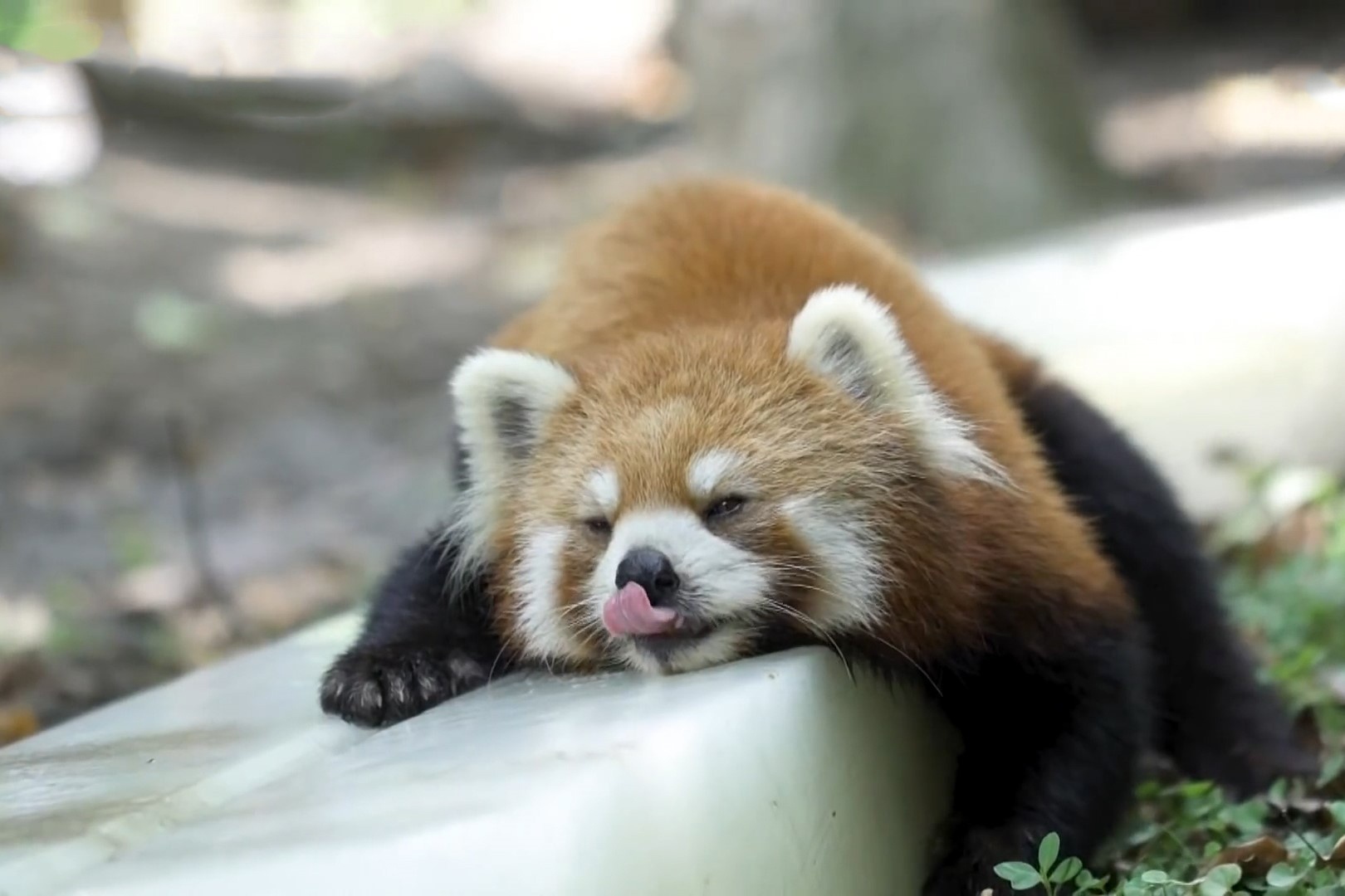 Nang nong gay gat, so thu cho dong vat nam tren tang bang lon hinh anh