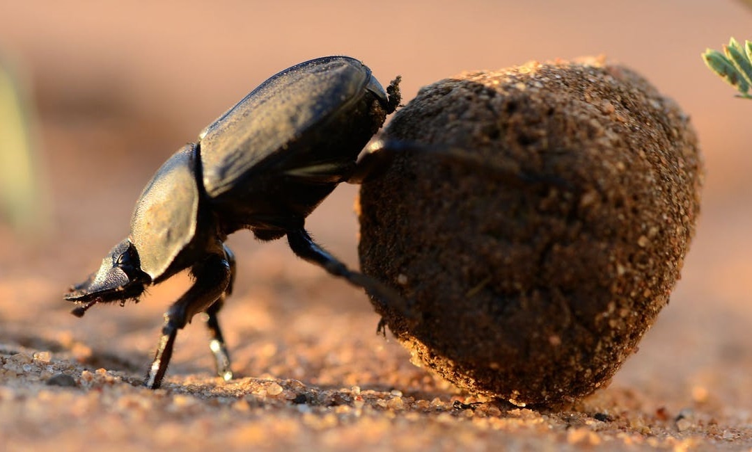 Loai con trung khoe nhat the gioi dong vat hinh anh