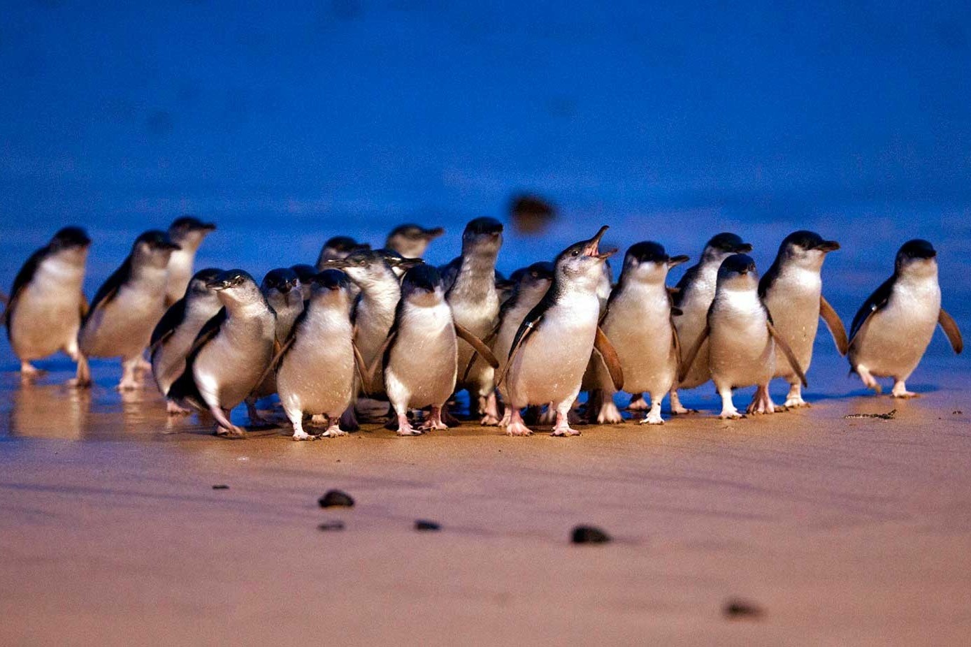 Chim canh cut dieu hanh hut hang tram nghin nguoi xem hinh anh