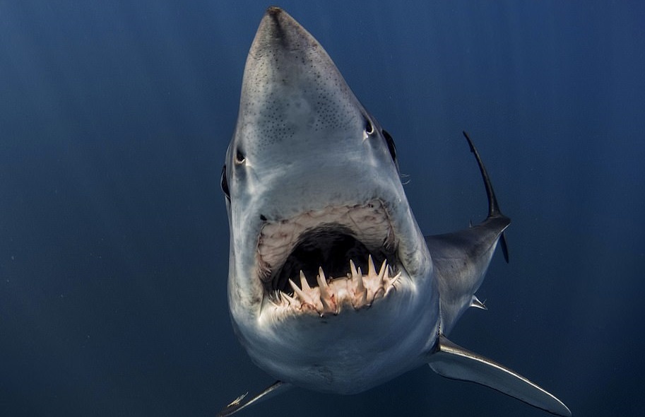 Cac tac pham gianh chien thang cuoc thi nhiep anh duoi nuoc hinh anh