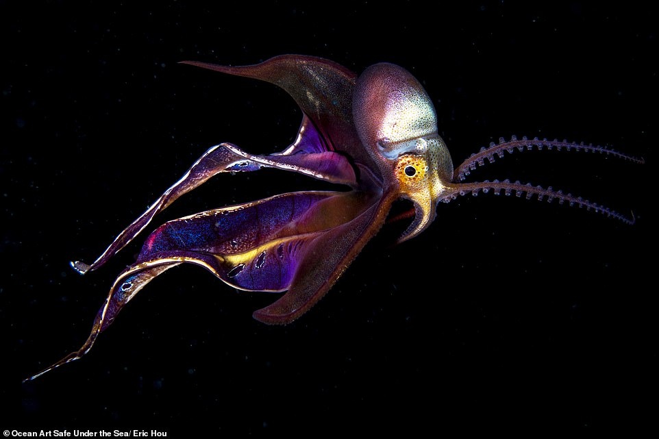 Cuoc thi nhiep anh duoi nuoc anh 11