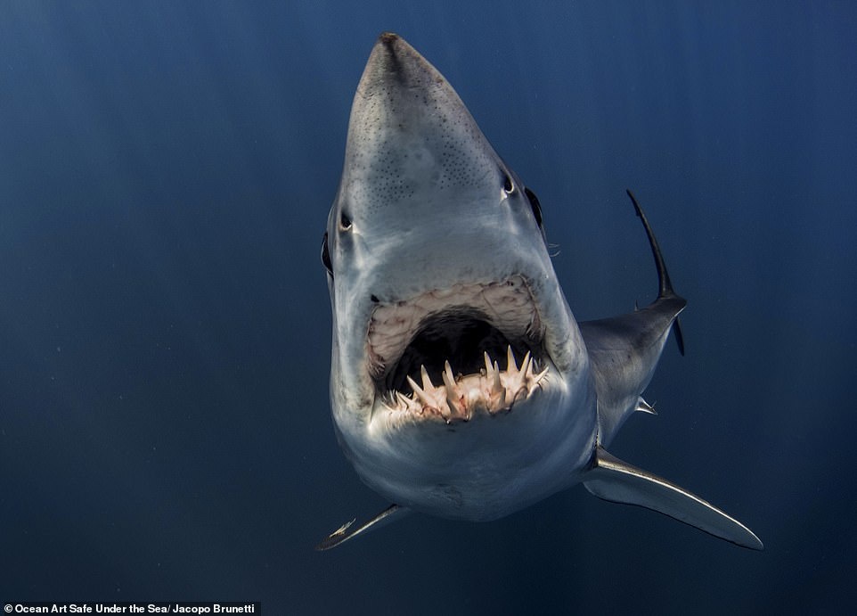 Cuoc thi nhiep anh duoi nuoc anh 5