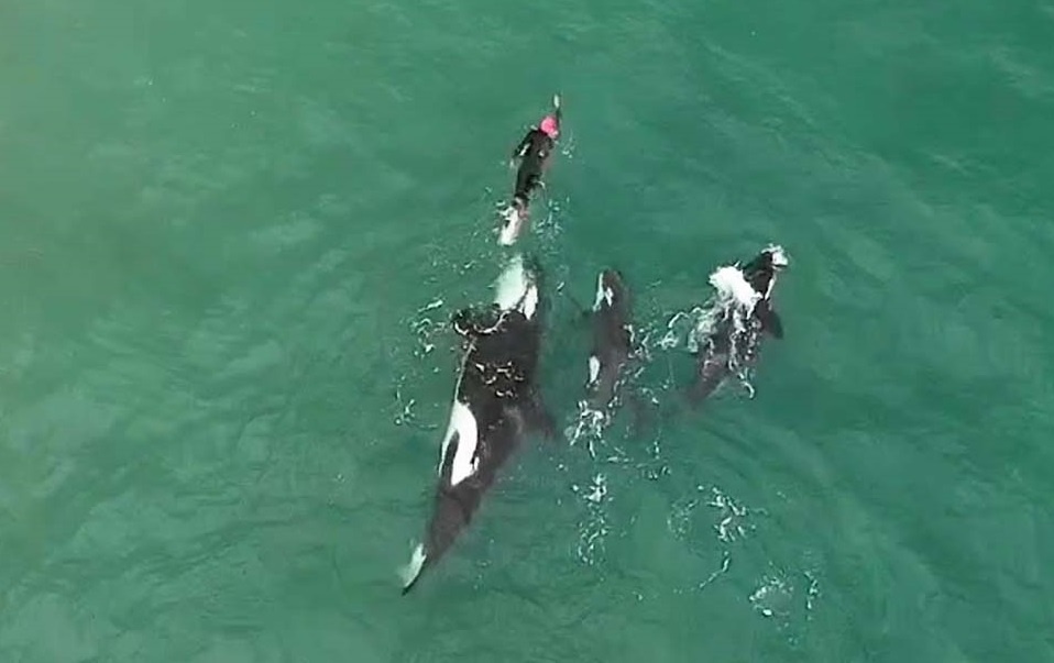 Co gai boi cung dan ca voi sat thu hoang da hinh anh