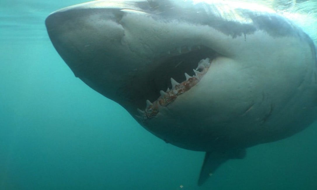 Nguoi luot song bi ca map can thiet mang hinh anh