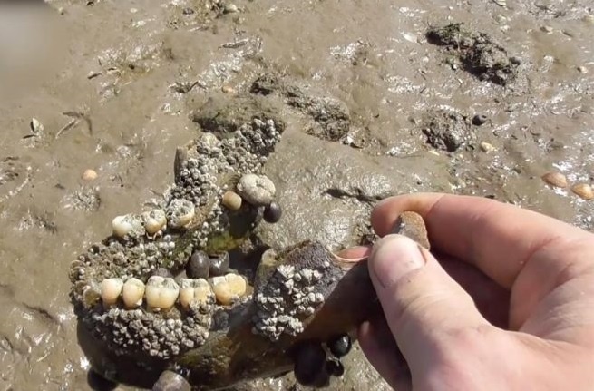 Xuong lo thien bao phu hon dao o Anh hinh anh