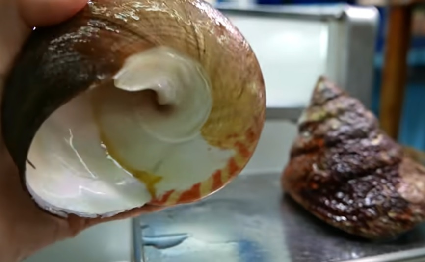 Dau bep so che oc co lon tren duong pho hinh anh