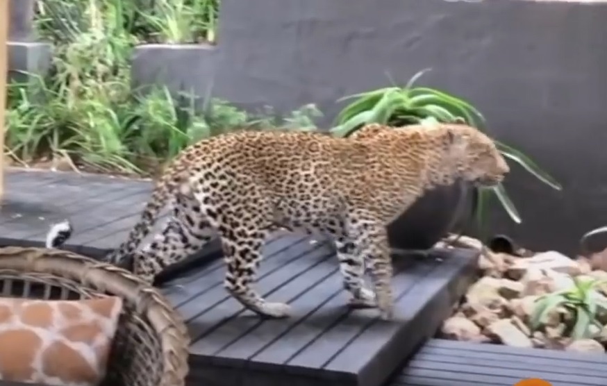 Bao dao choi trong khach san o Nam Phi hinh anh