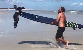 Giai cuu chim ung mac vao day cau tren bai bien hinh anh