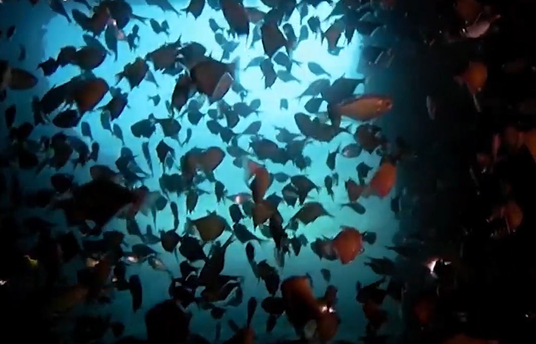 Duong ham duoi nuoc chieu sang cac sinh vat bien hinh anh