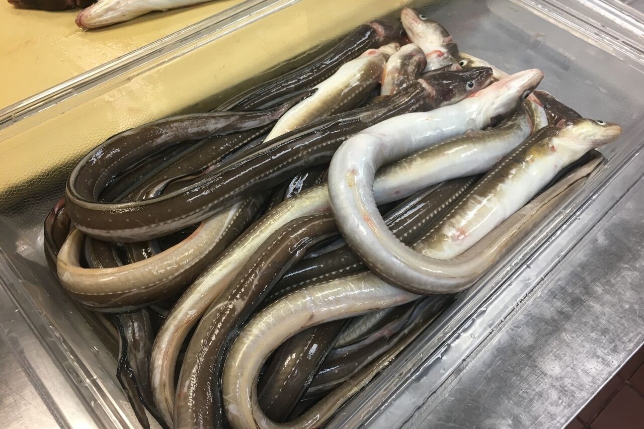 Nguoi Nhat che bien luon bien co lon hinh anh