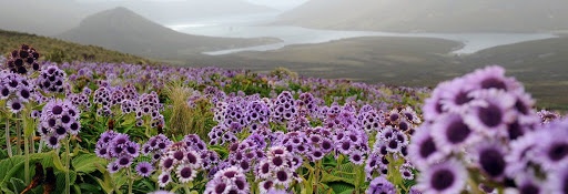 Cây thông cô đơn ảnh 7 Cay thong co don anh 7