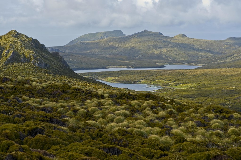 Cây thông cô đơn ảnh 2 Cay thong co don anh 2