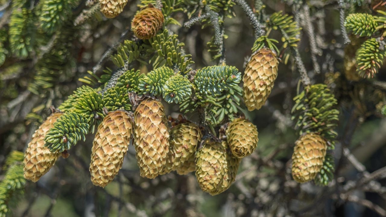 Cây thông cô đơn ảnh 4 Cay thong co don anh 4