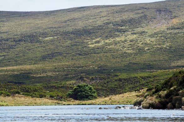 Cây thông cô đơn ảnh 1 Cay thong co don anh 1