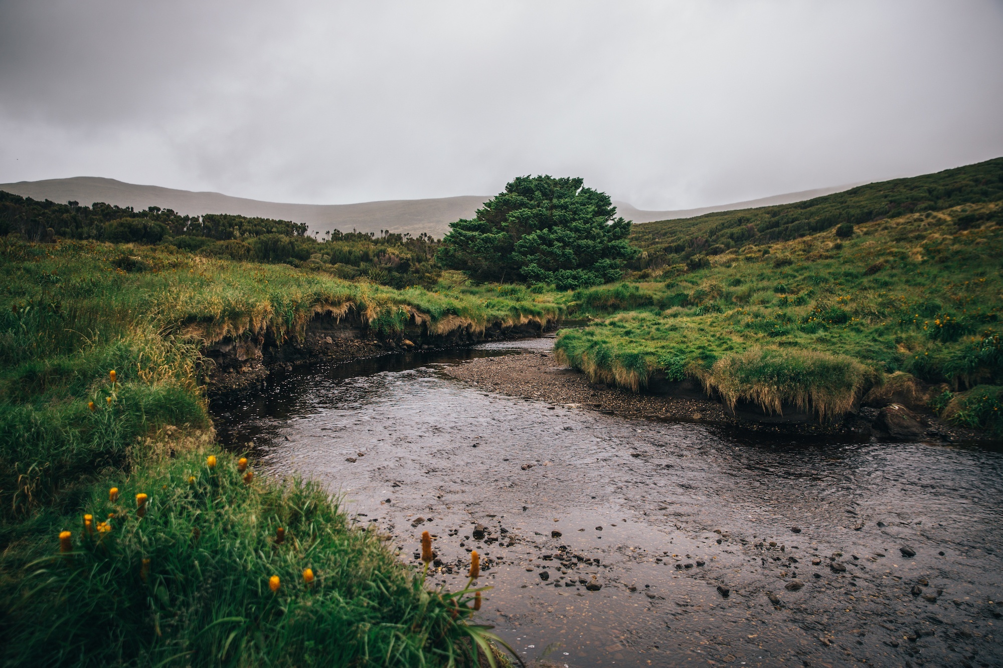 Cây thông cô đơn ảnh 6 Cay thong co don anh 6