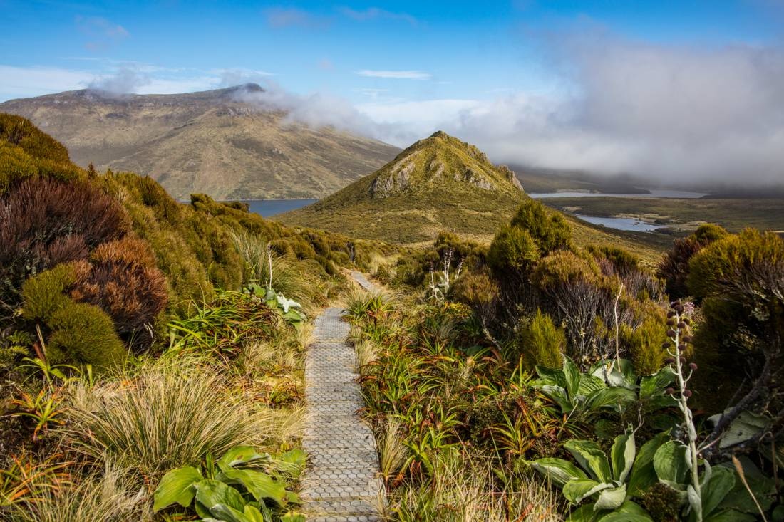 Cây thông cô đơn ảnh 8 Cay thong co don anh 8