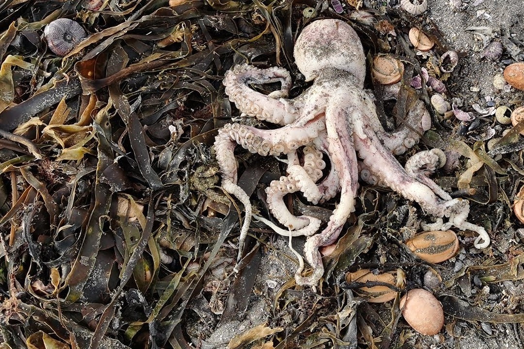 Bach tuoc, hai cau chet dat vao bai bien o Nga hinh anh