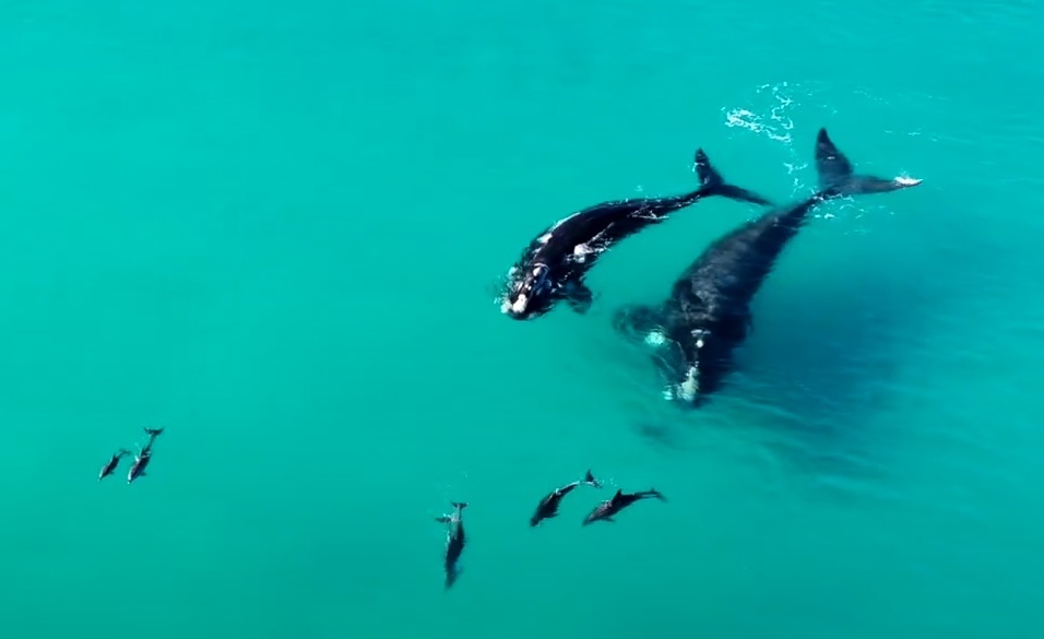 Ca voi choi dua voi ca heo tren mat bien hinh anh