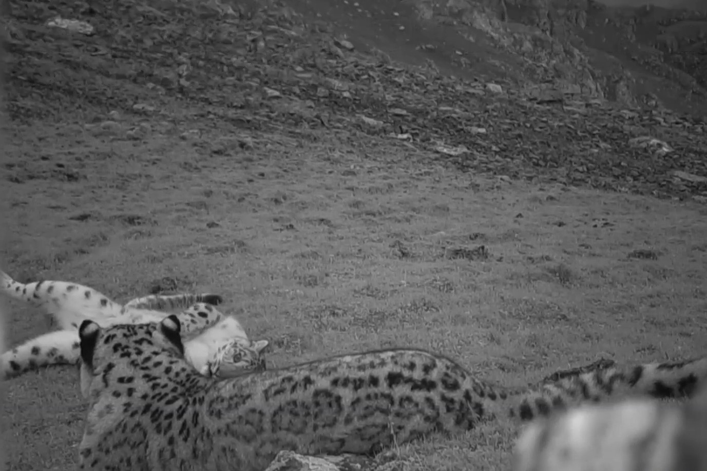 Bao tuyet hiem lan dau xuat hien tren cao nguyen o Trung Quoc hinh anh