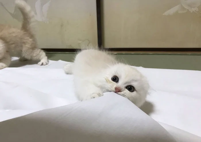 Khách sạn cho du khách ngủ cùng mèo ảnh 8 Khach san cho du khach ngu cung meo anh 8