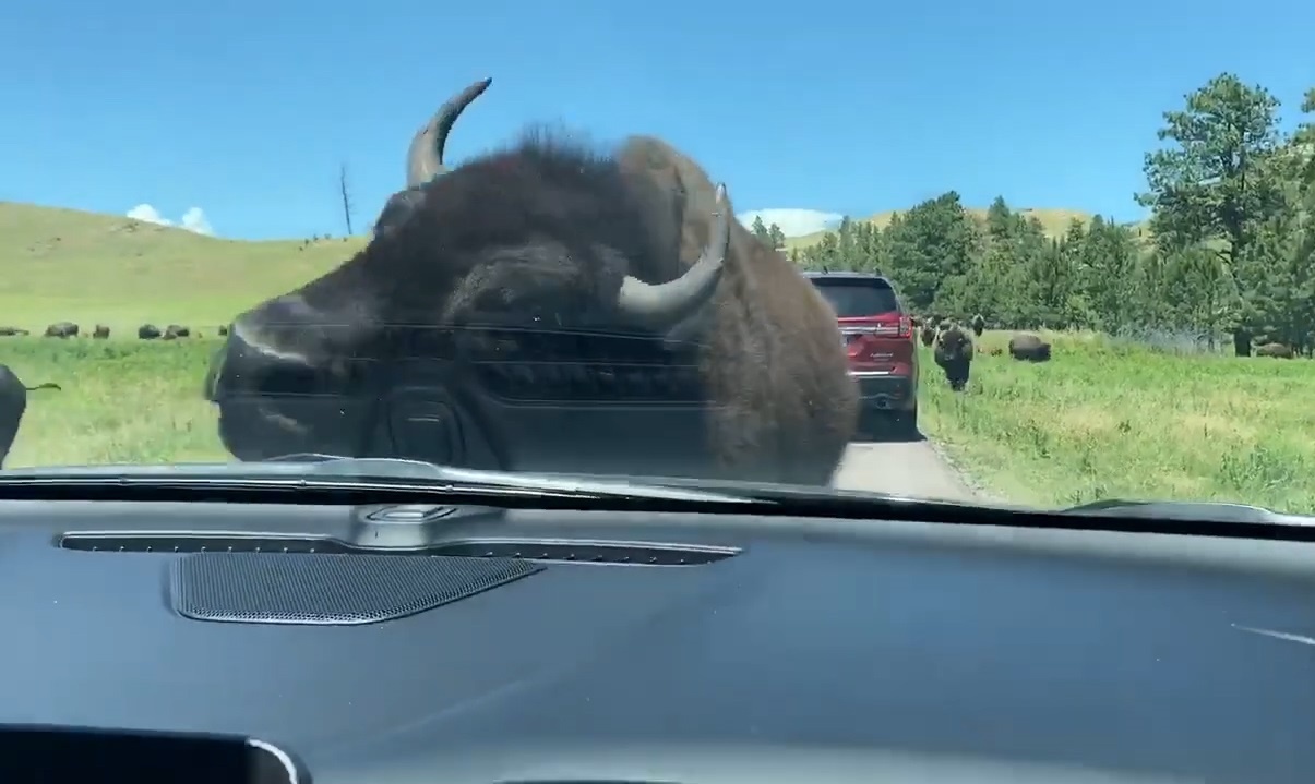 Bo rung chan dau xe du khach o My hinh anh