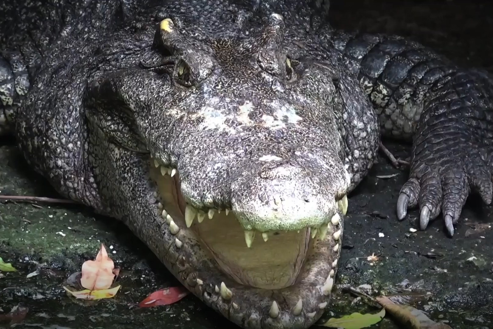 Ngoi chua nuoi ca sau o Thai Lan hinh anh