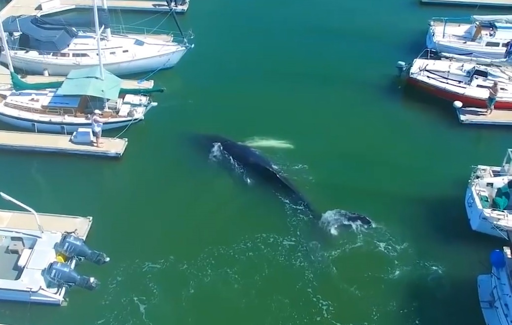 Ca voi lung gu mac ket trong ben du thuyen hinh anh